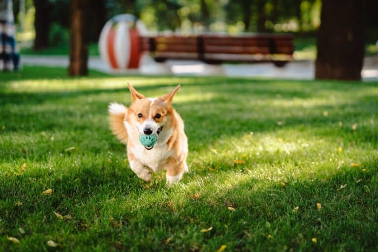 Corgi running with toy at dog playground