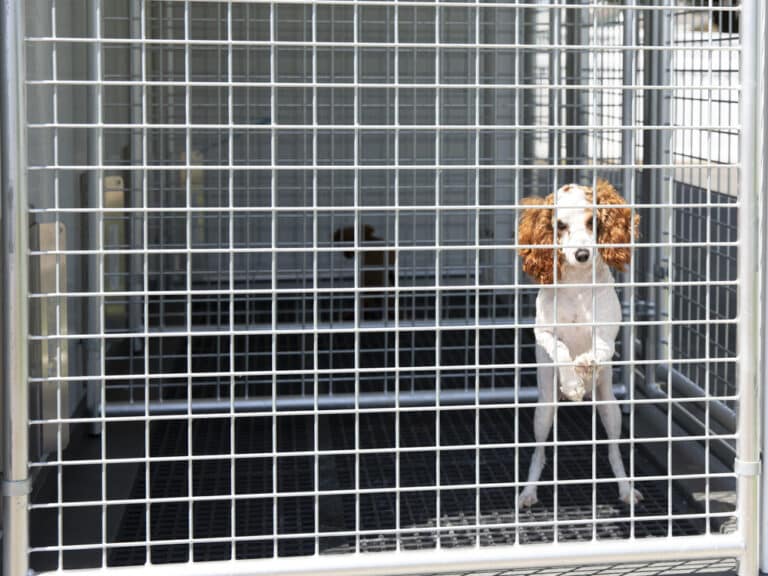 2" x 2" Welded Wire Dog Kennel Panels