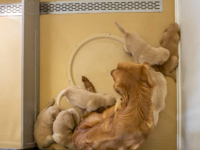 whelping box with mother golden retriever and puppies inside